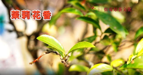 广东乌龙茶的两大品种,凤凰单丛茶vs岭头单丛茶